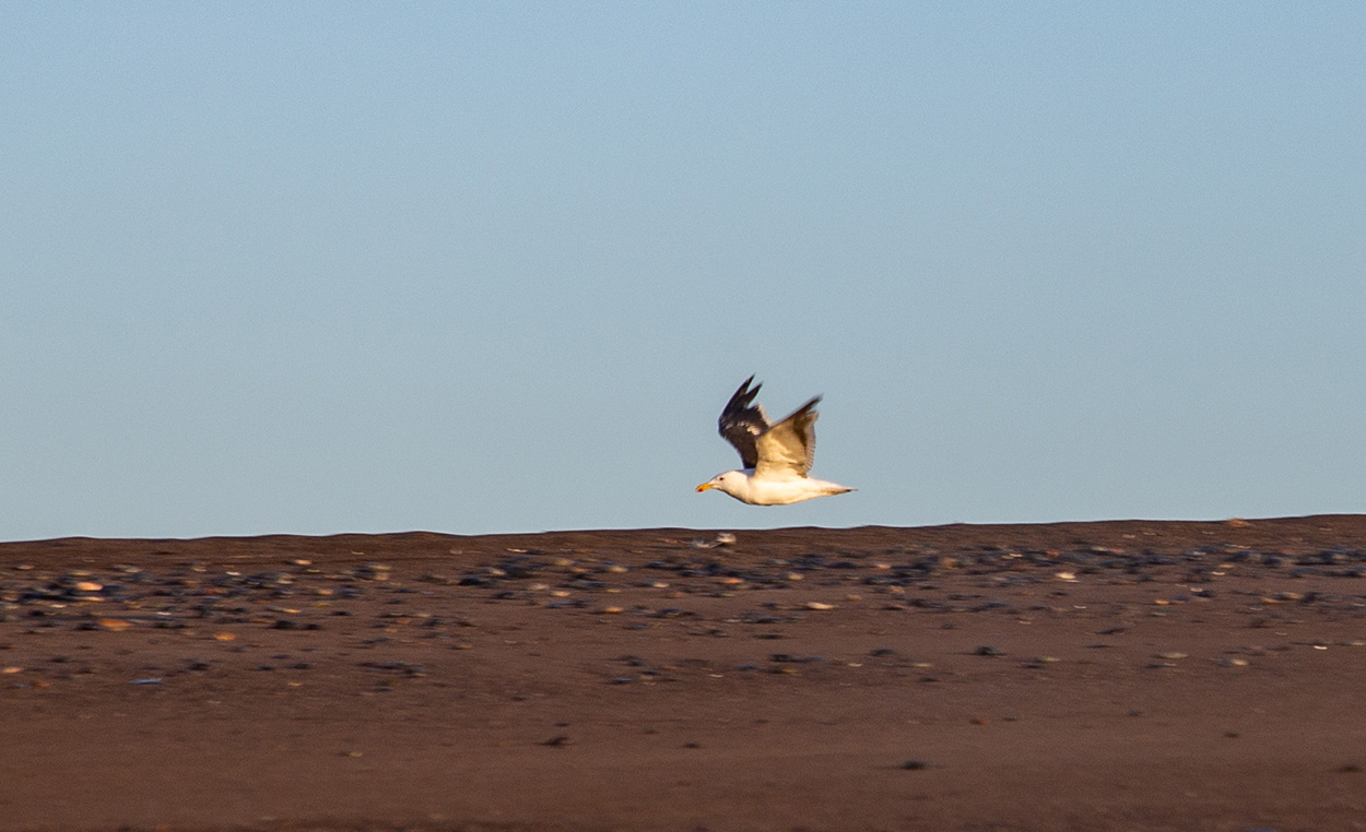 Photo Gaviota Cocinera