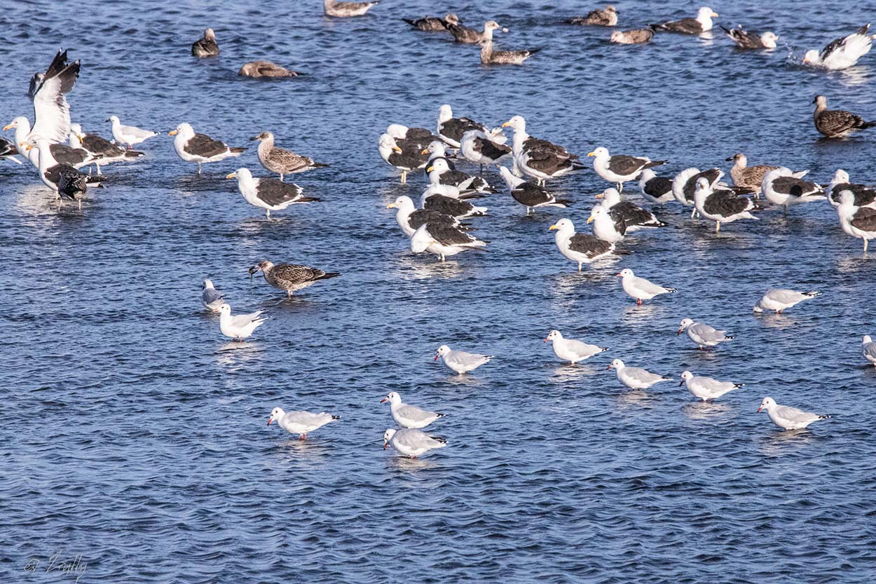 Photo Gaviota Cocinera