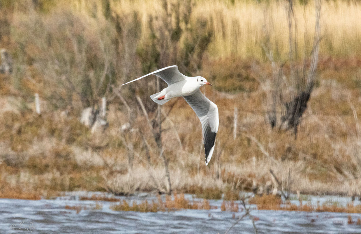 Photo Gaviota Capucho Café