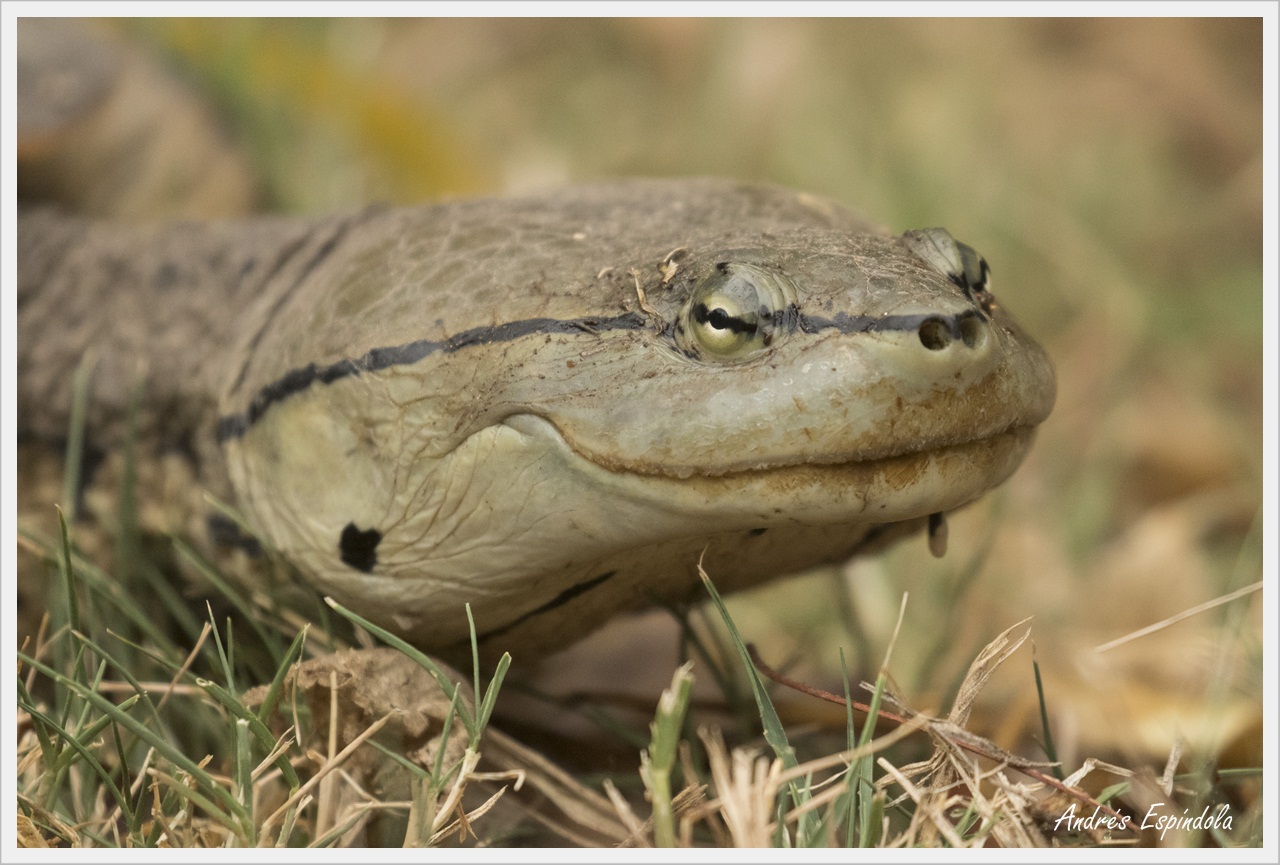 Foto Tortuga de Laguna