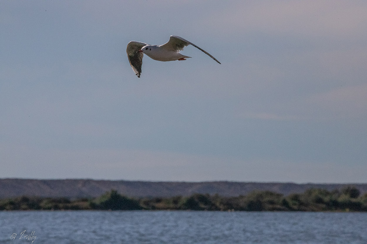 Foto Gaviota Capucho Café