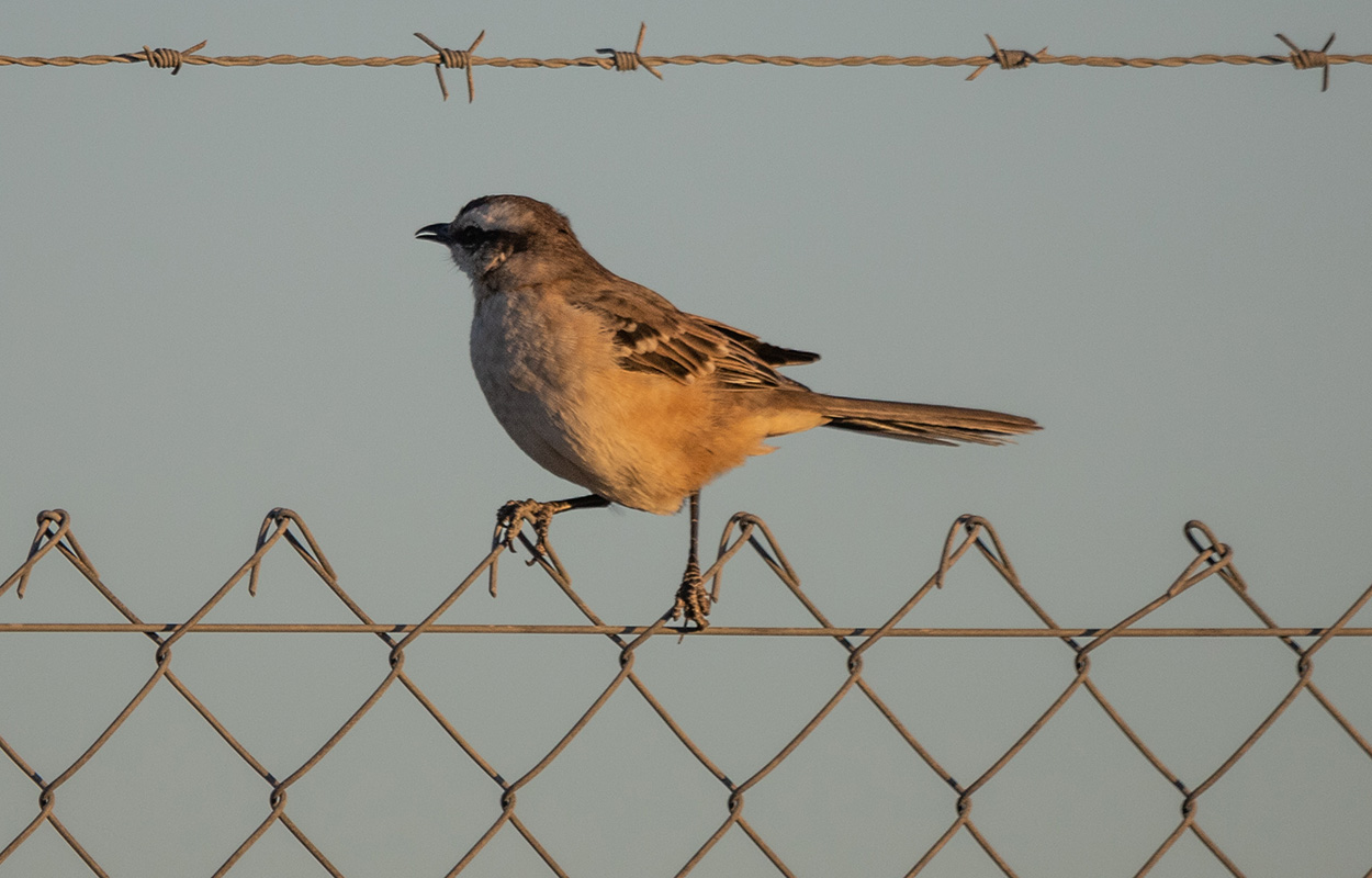 Photo Calandria Grande