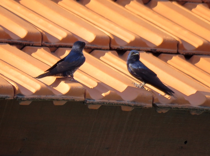 Foto Golondrina Negra