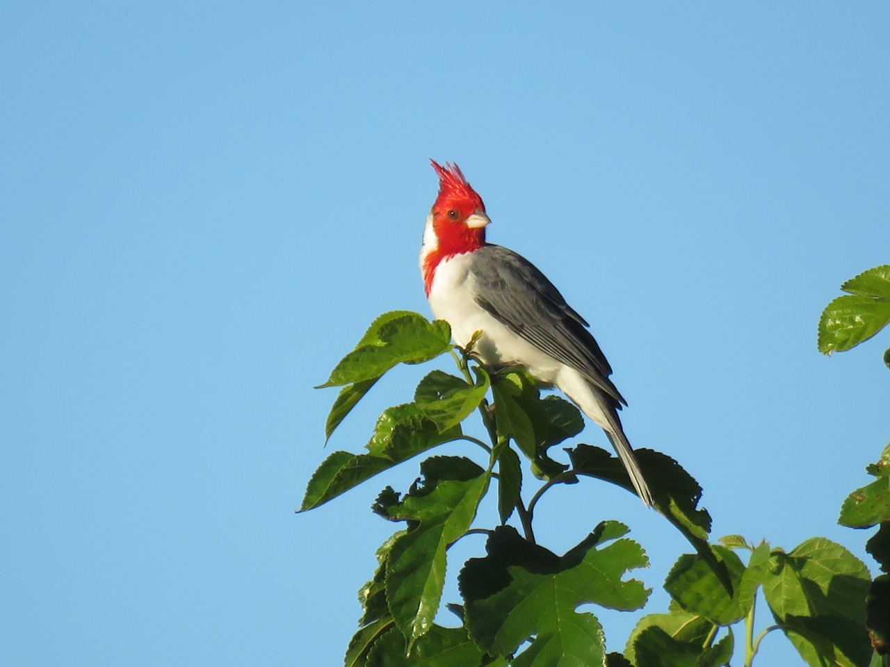 Foto Cardenal Común