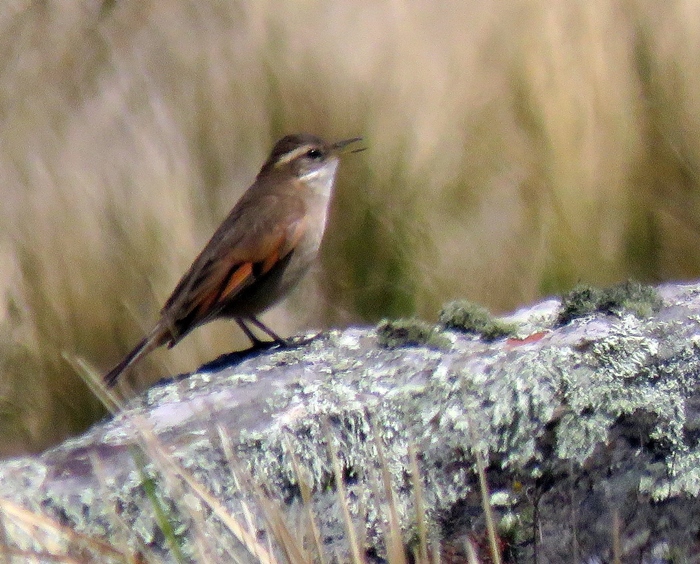 Photo Remolinera Serrana