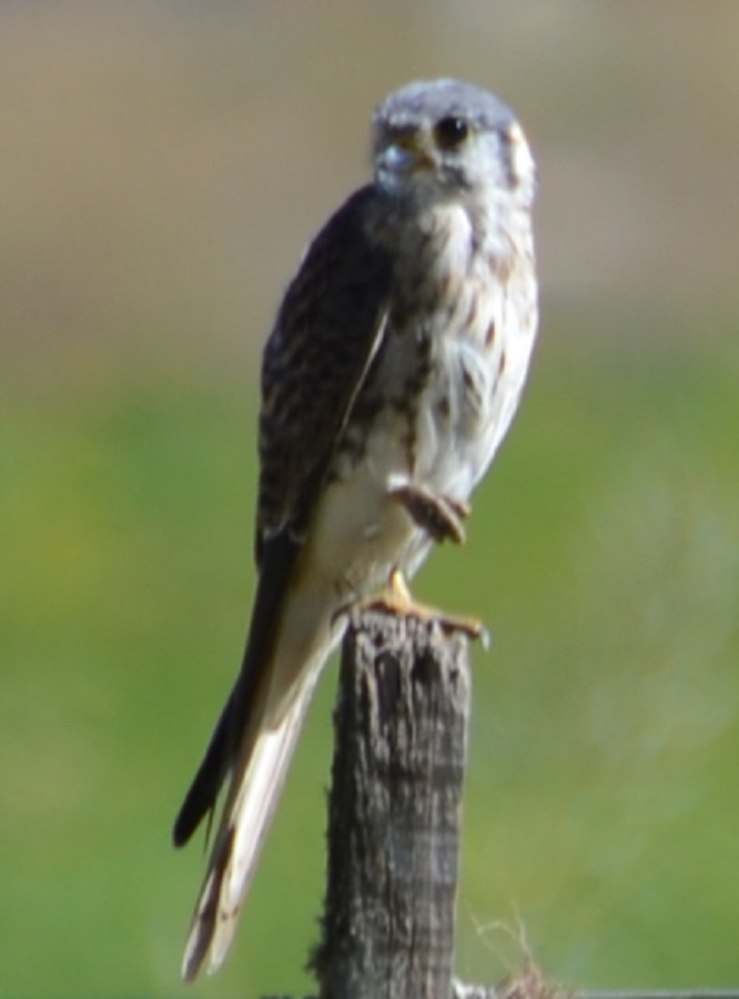 Foto Halconcito Colorado