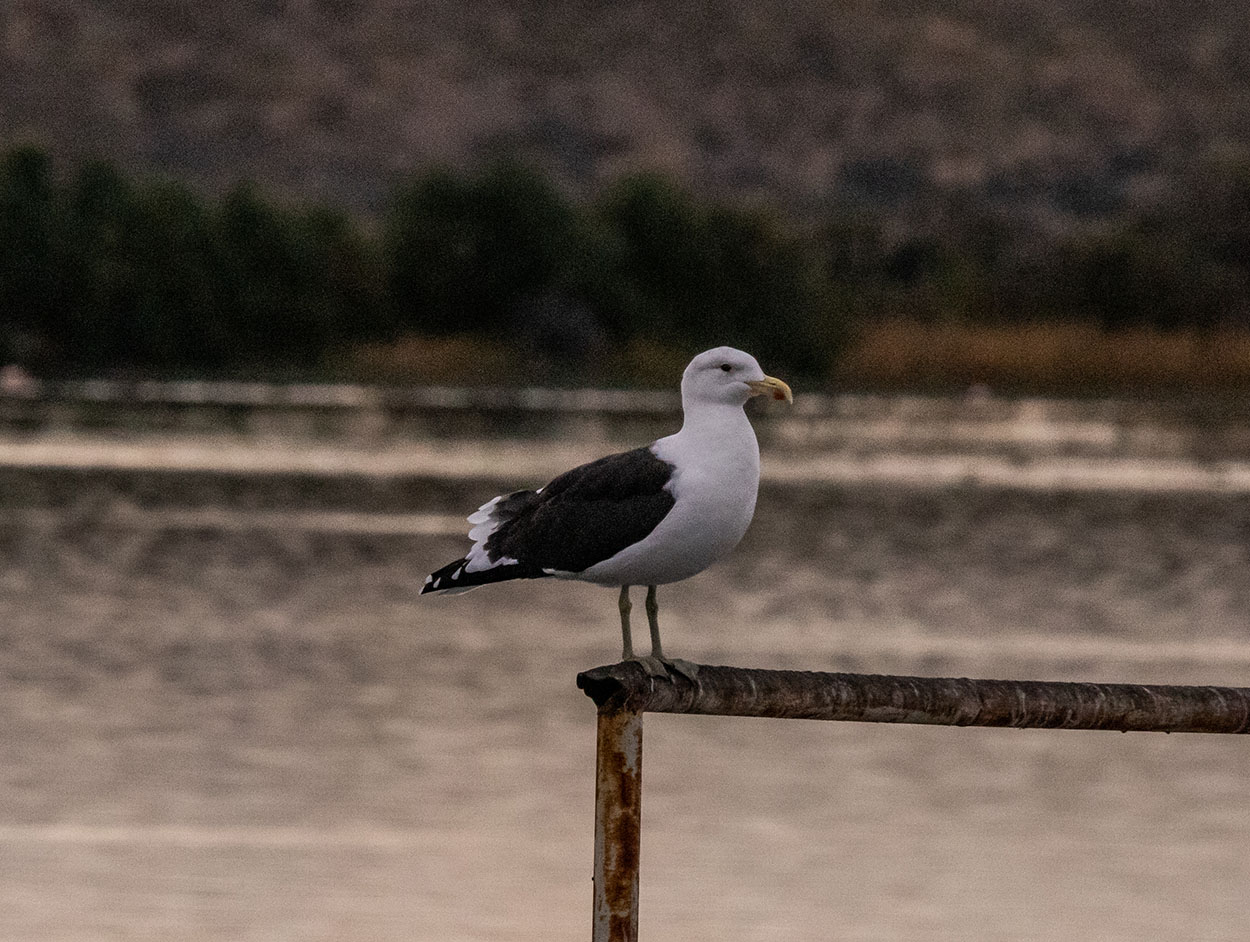 Foto Gaviota Cocinera
