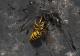 Vespula germanica