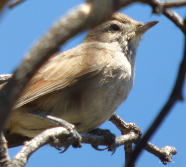 Foto Canastero Chaqueño