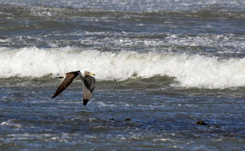 Foto Gaviota Cangrejera