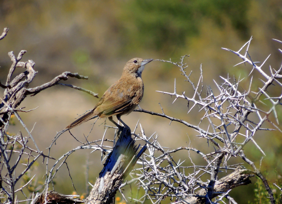 Foto Cacholote Pardo