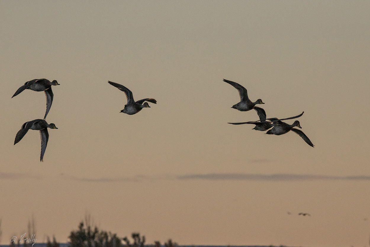 Photo Pato Maicero