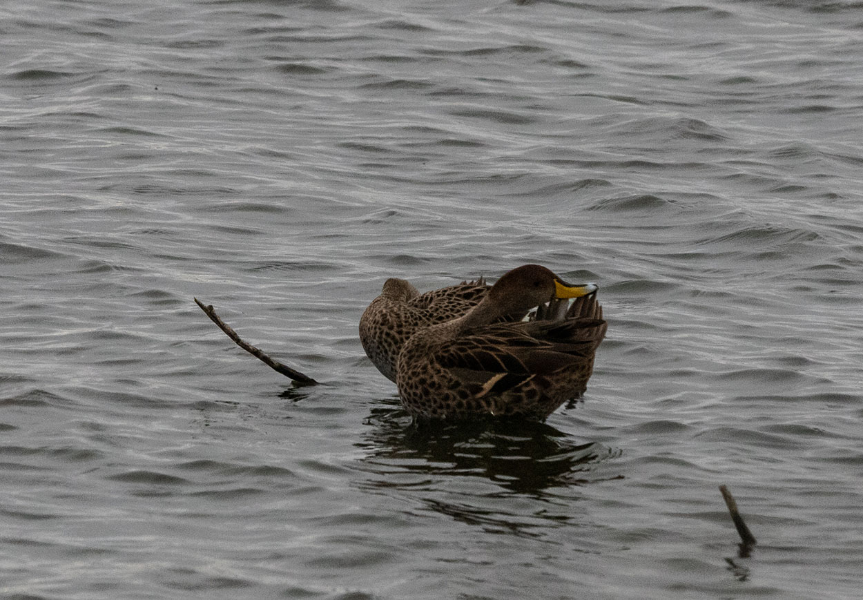Foto Pato Maicero