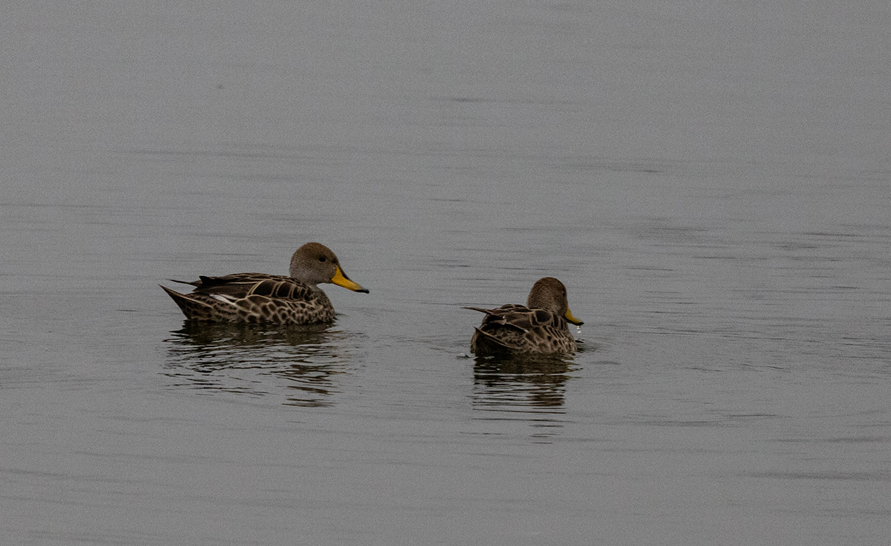 Foto Pato Maicero