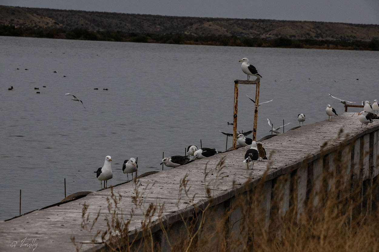Photo Gaviota Cocinera