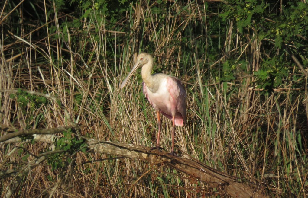 Foto Espátula Rosada