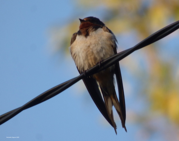 Foto Golondrina Tijerita