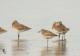 Pluvialis squatarola