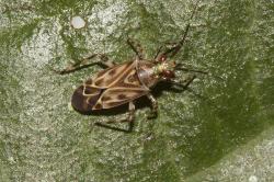  (Piasus cribricollis)