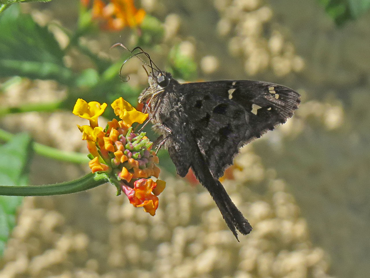 Foto Coludo Manchas Doradas