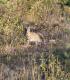Leopardus geoffroyi