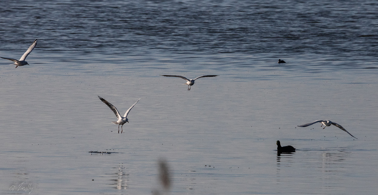 Photo Gaviota Capucho Café