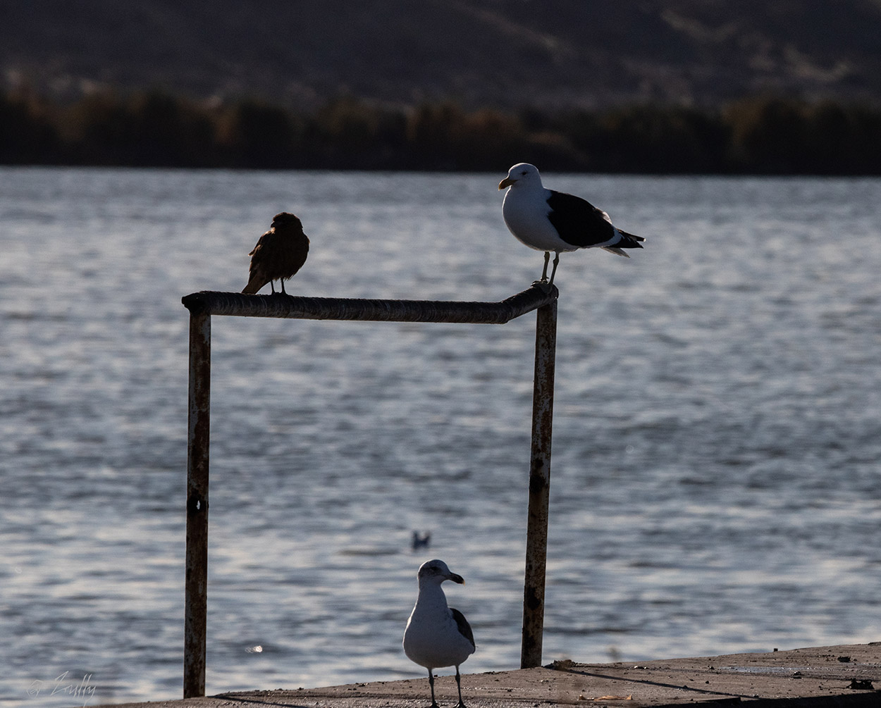 Foto Gaviota Cocinera