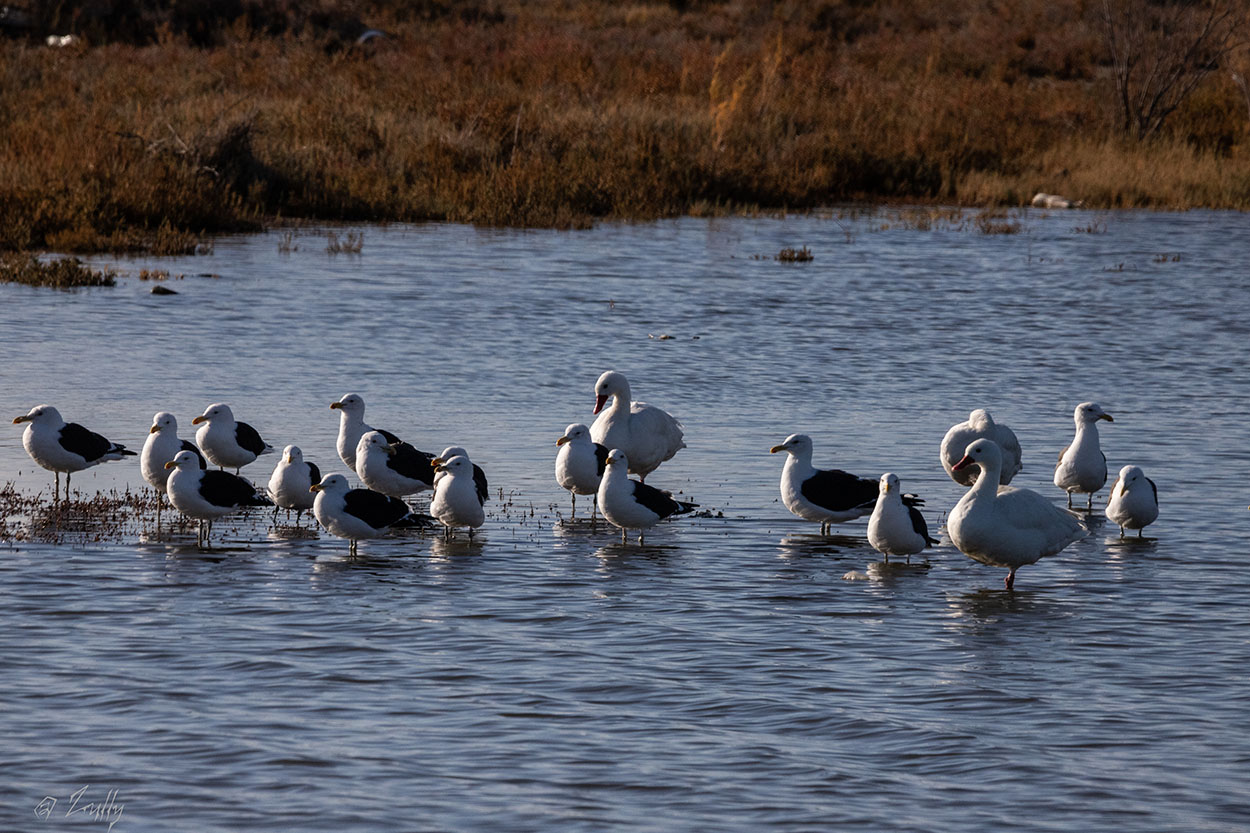Foto Gaviota Cocinera