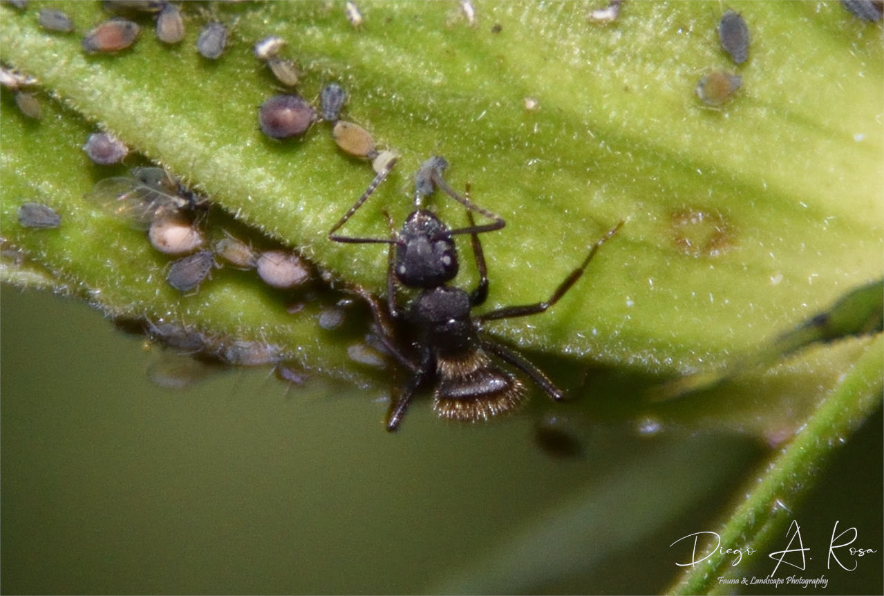 Foto Hormiga Carpintera
