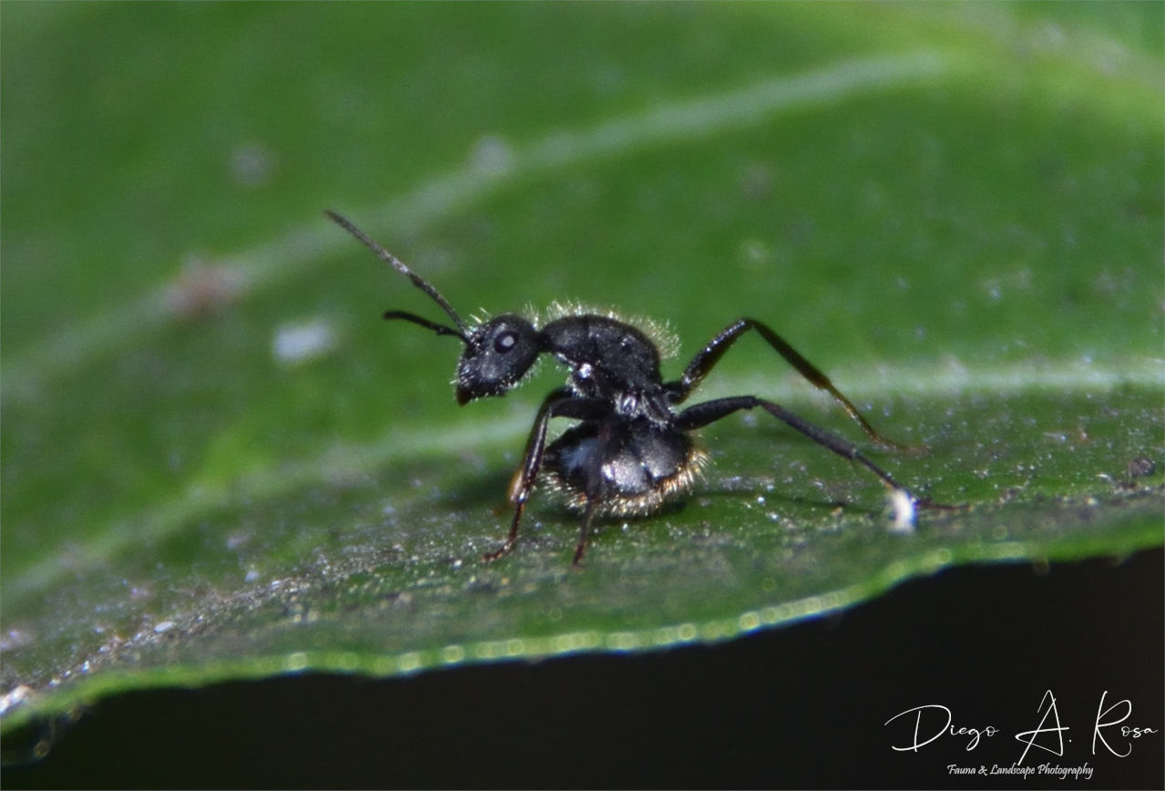 Foto Hormiga Carpintera