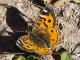 Junonia vestina