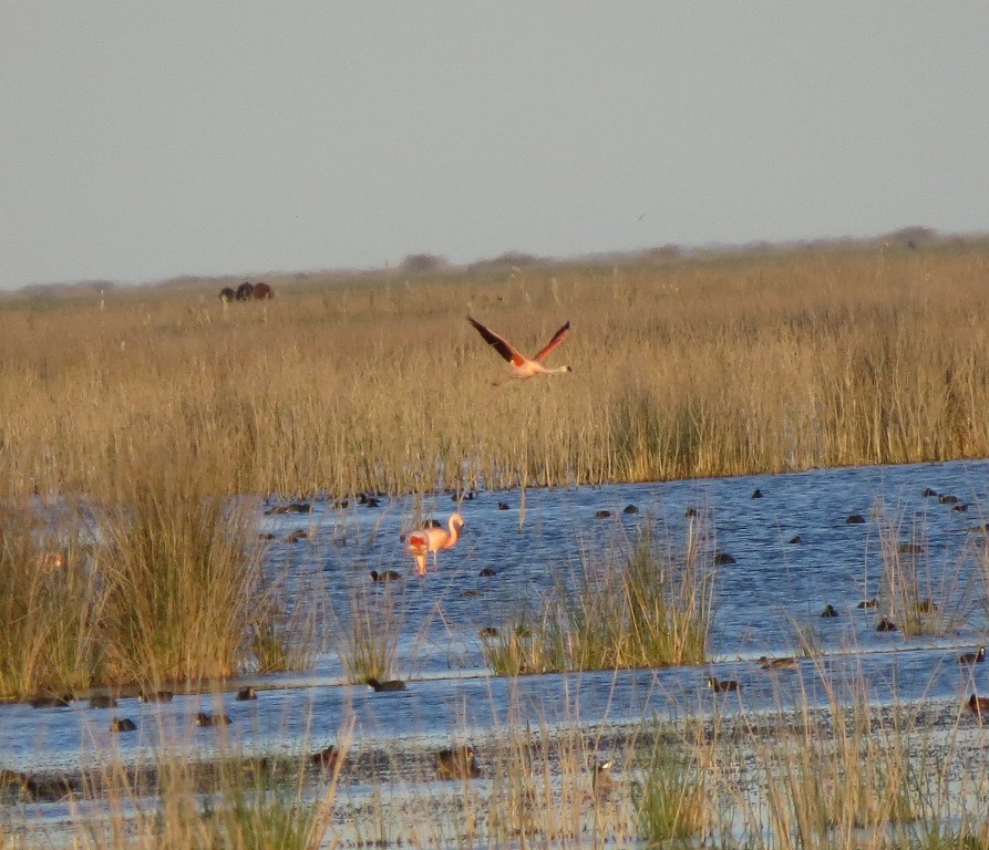 Foto Flamenco Austral