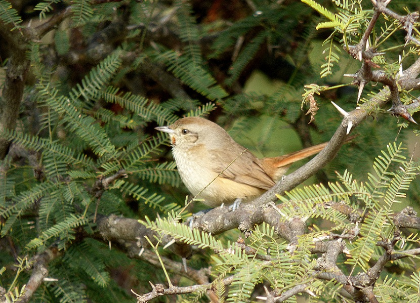 Foto Canastero Chaqueño