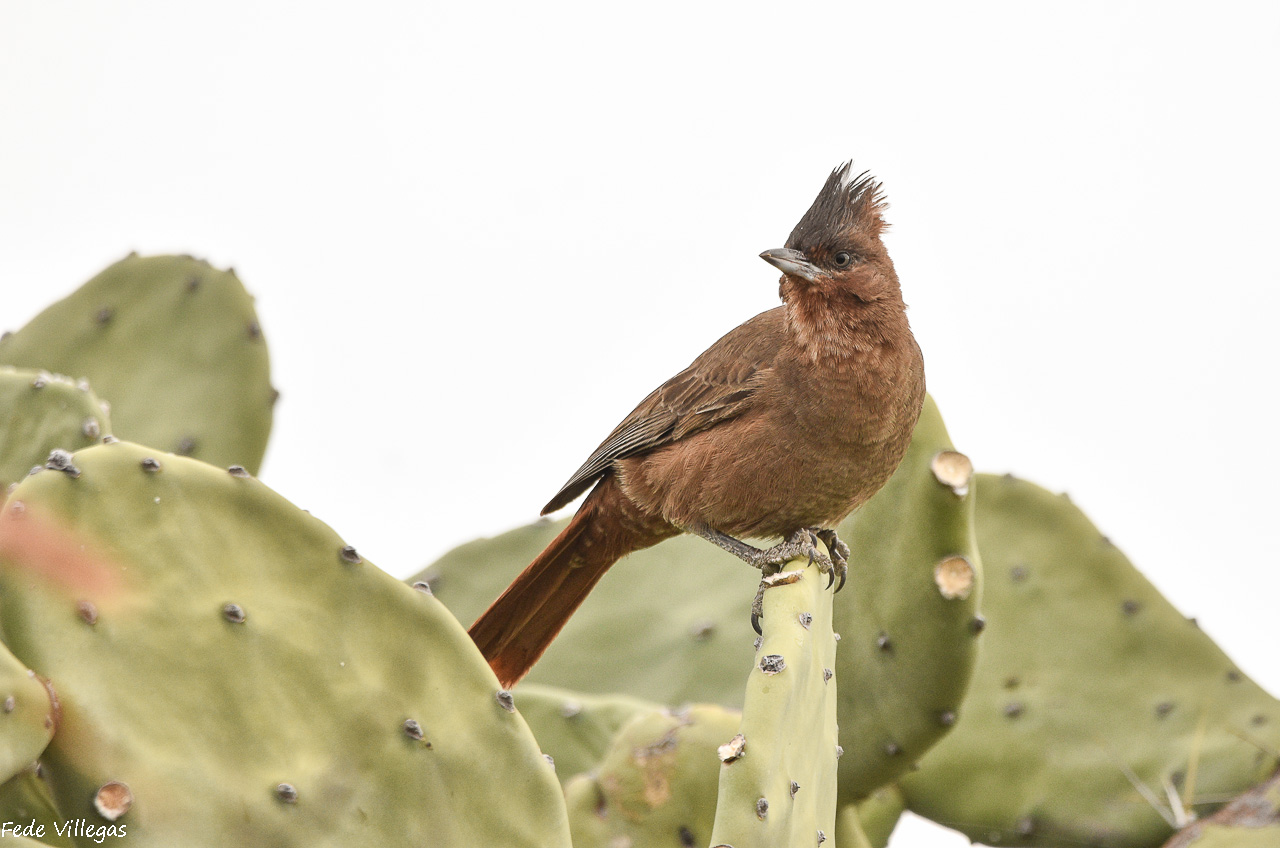 Photo Cacholote Castaño
