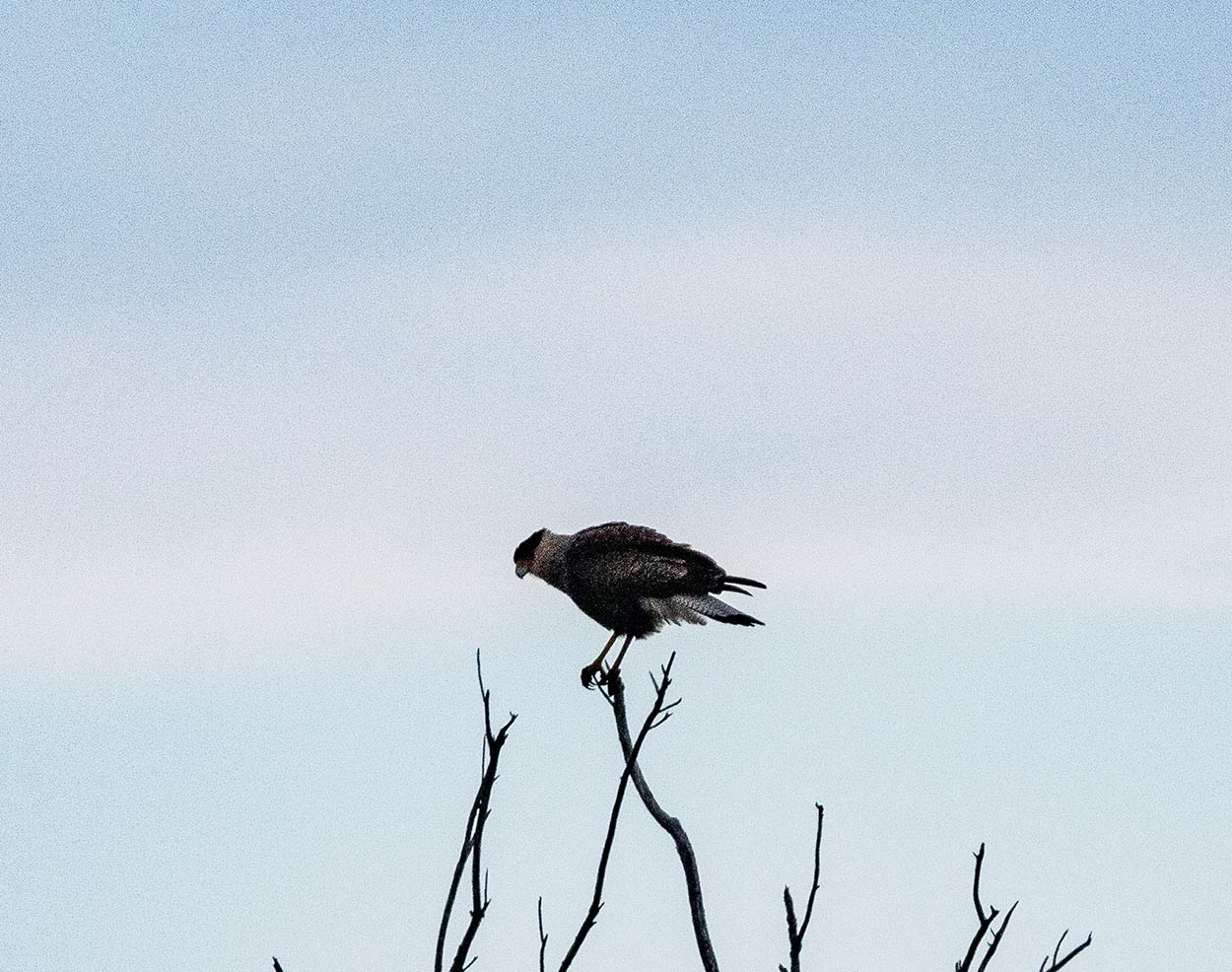 Foto Carancho