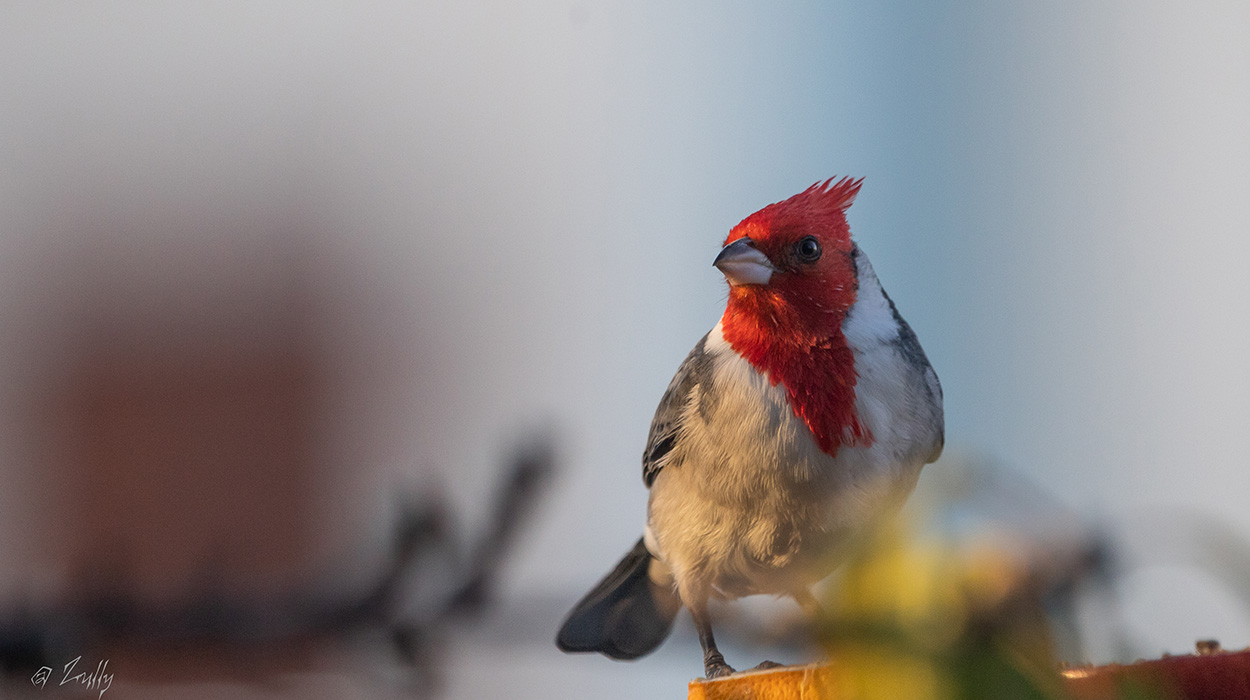 Foto Cardenal Común