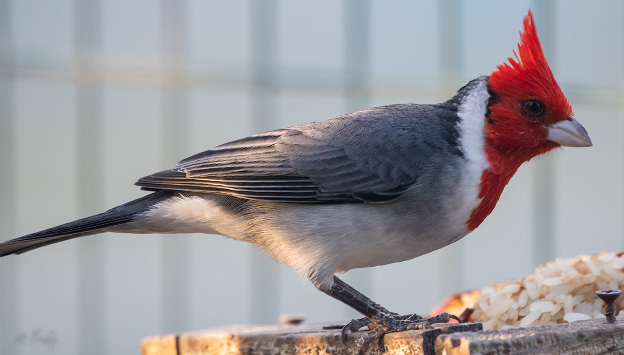 Foto Cardenal Común