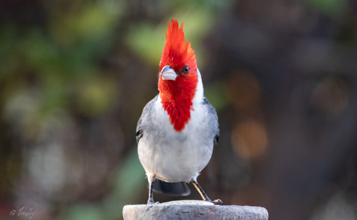 Foto Cardenal Común
