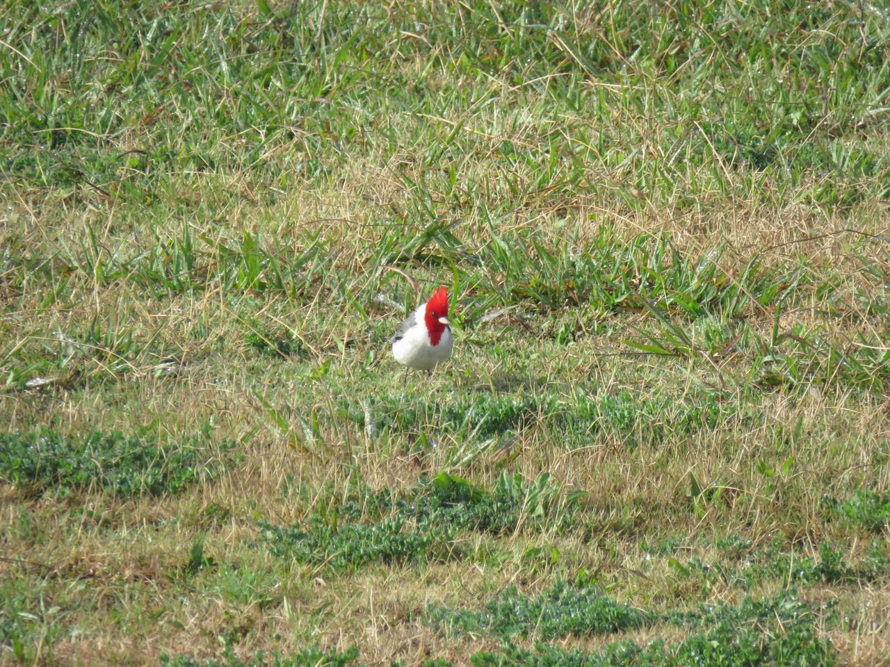 Foto Cardenal Común