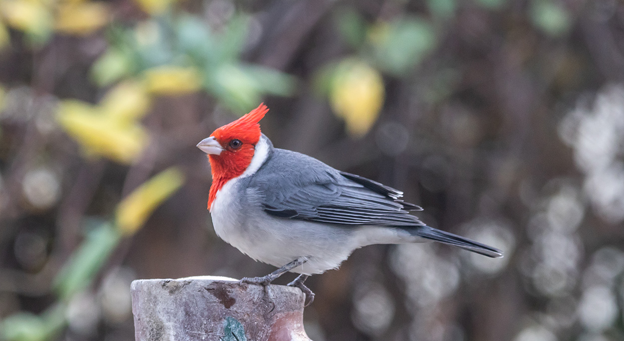 Foto Cardenal Común