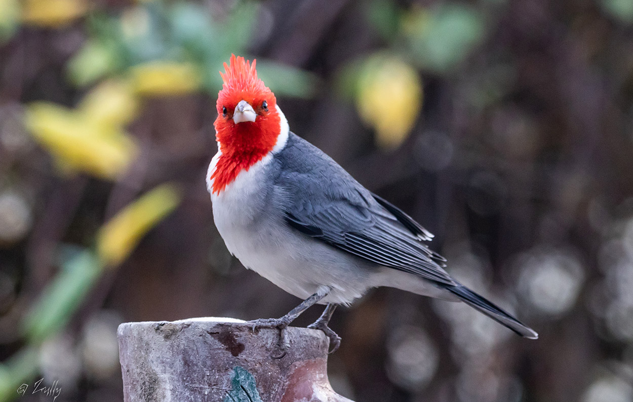 Foto Cardenal Común