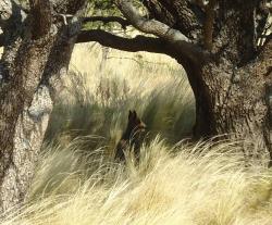 Foto Patagonian Mara