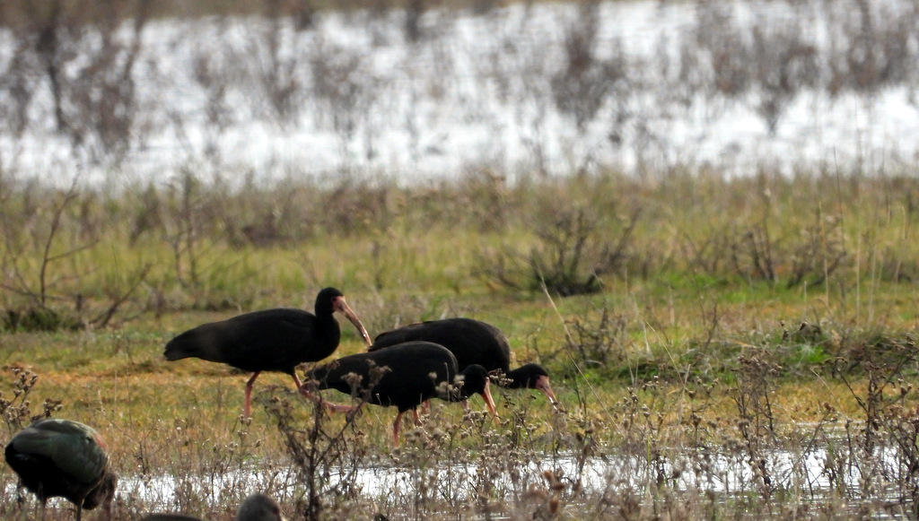Photo Cuervillo Cara Pelada