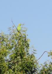 Foto Cotorra de Kramer