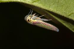  (Macugonalia cavifrons)