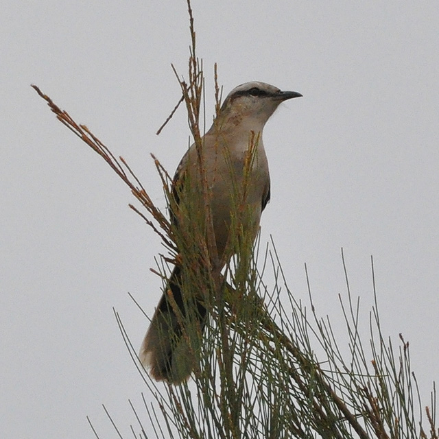 Foto Calandria Grande