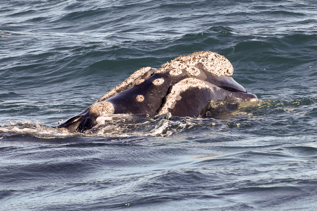 Foto Ballena Franca Austral