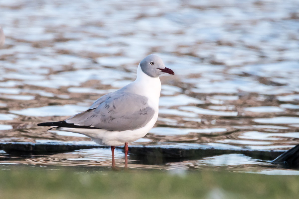 Photo Gaviota Capucho Gris