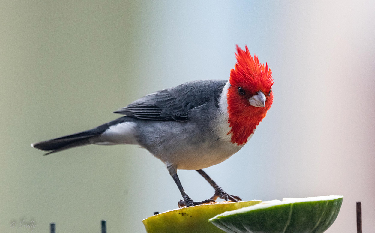 Foto Cardenal Común