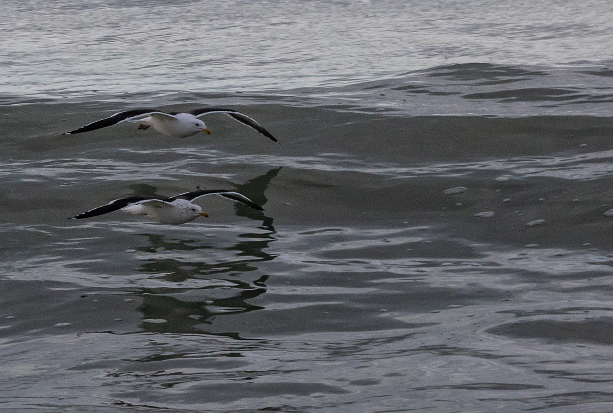 Foto Gaviota Cocinera